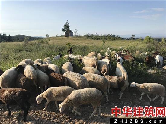 张社会：赶着羊群奔富路