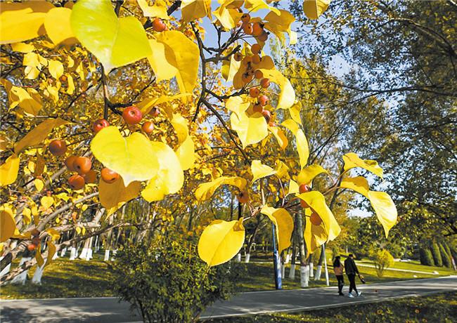 推进城市绿化提升城市“颜值”