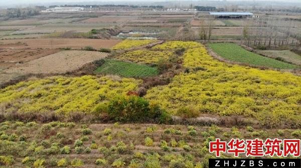 河南确山：昔日荒山秃岭 如今“金色银行”