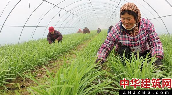 河南扶沟：“中原菜都”崛起 助力乡村振兴