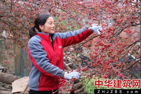 南阳市乡村振兴取得良好成效 平畴沃野满目新