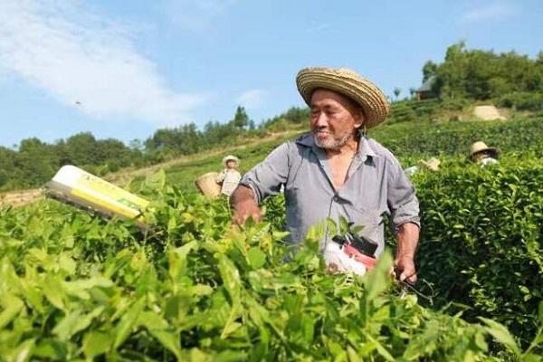 “走出杨凌看示范”全媒体采访团走进汉中