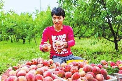 河南平顶山：乡村振兴全面起势