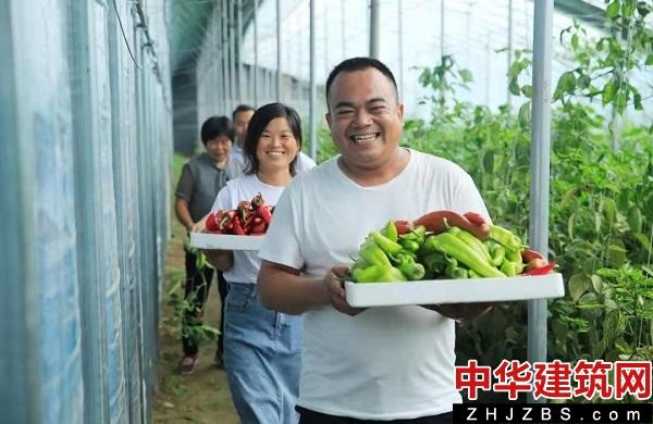 河南尉氏：小辣椒映红致富路