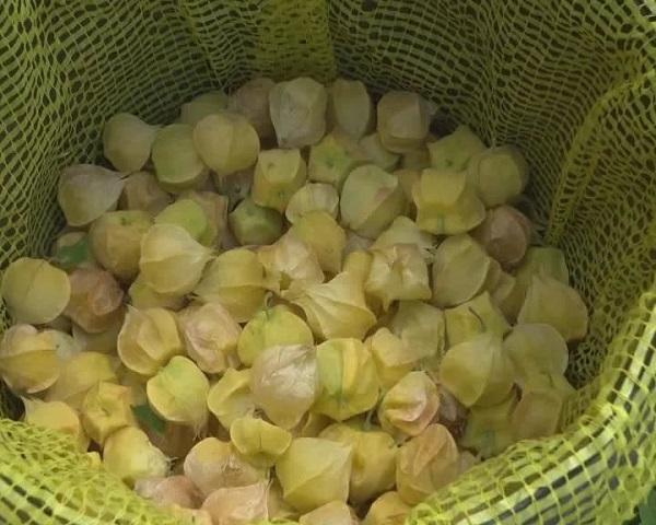 黑龙江肇源县茂兴镇：小菇娘 大效益 产业兴