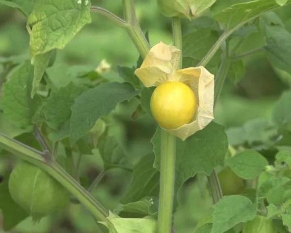 黑龙江肇源县茂兴镇：小菇娘 大效益 产业兴