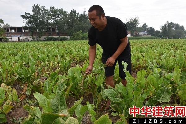 亩产达2500斤，汝州这个作物表现喜人