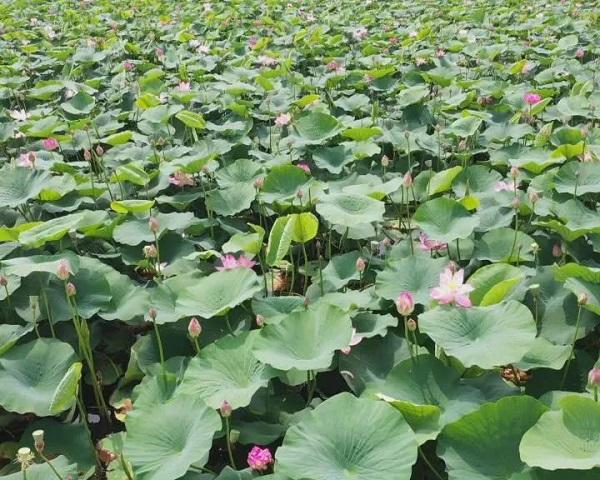 黑龍江肇源縣：西海濕地公園成游客“打卡地”