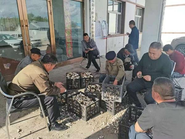 黑龙江甘南县兴隆乡：发展赤松茸产业 带领村民奔小康