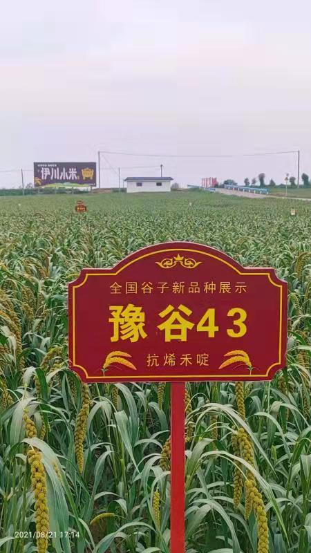 河南伊川：吕店谷子丰收在望美不胜收