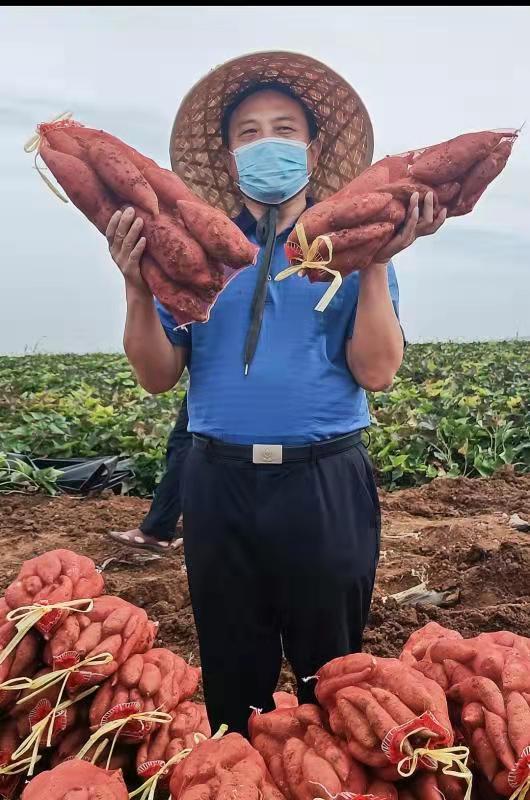伊川县众网友：防疫助农两不误 鸣皋代言卖红薯