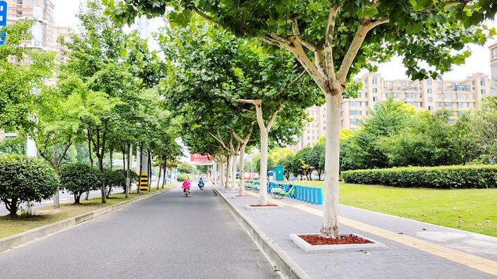 市城区绿化养护技术指导站美化行道树树池