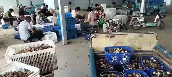 山东单县：高韦庄镇乡村振兴产业园一年四种四收走出乡村振兴新模式