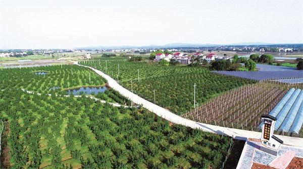 江西吉安：“引凤归巢”助推乡村振兴