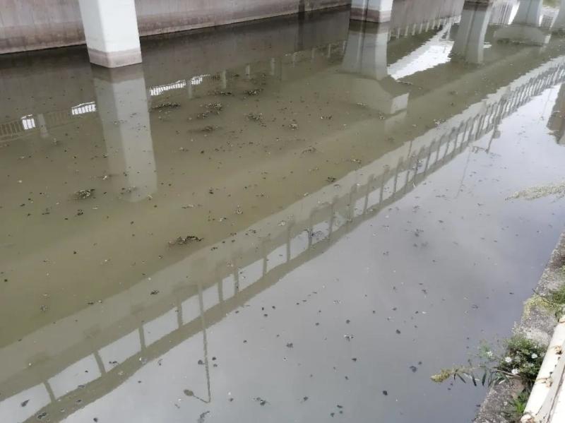 吉林省长春市建成区部分水体返黑返臭 群众反映强烈
