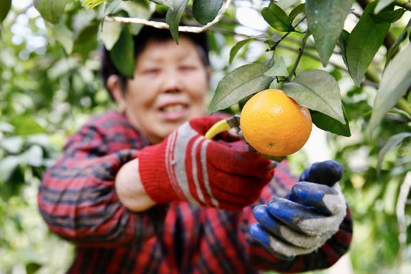 丰产不丰收！衡东新塘80万斤生态沃柑滞销“求带走”