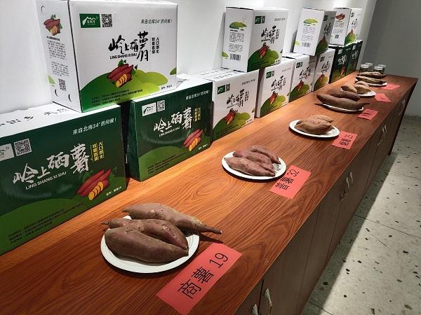 伊川县鸦岭镇：百位农场主5000亩“岭上农场”种红薯