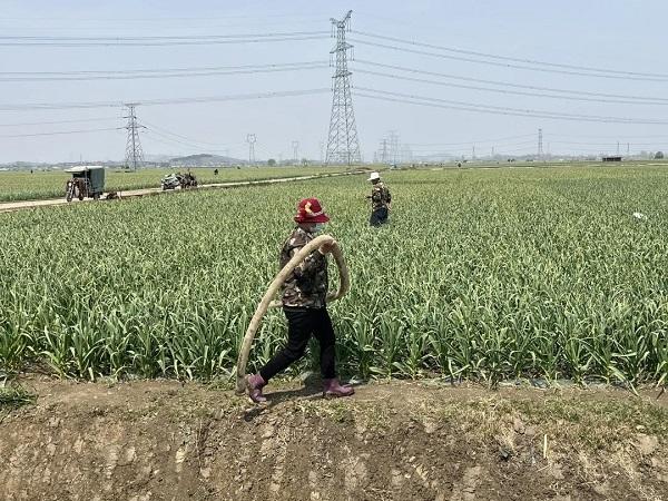 山东兰陵磨山镇：引水灌田保丰收 第一书记解民忧