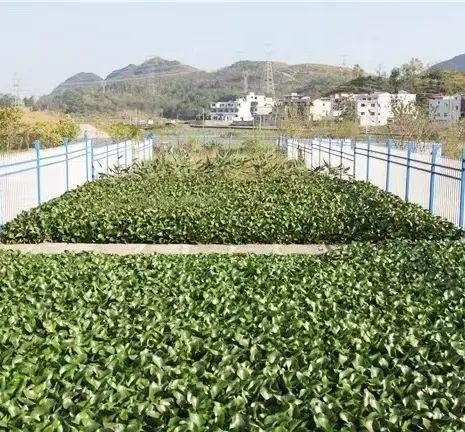 安顺市普定县焦家村：白墙砖房“微花园”，特色田园乡村兴