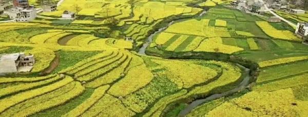 安顺市普定县焦家村：白墙砖房“微花园”，特色田园乡村兴