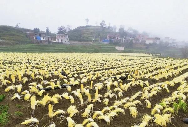 安顺市普定县焦家村：白墙砖房“微花园”，特色田园乡村兴