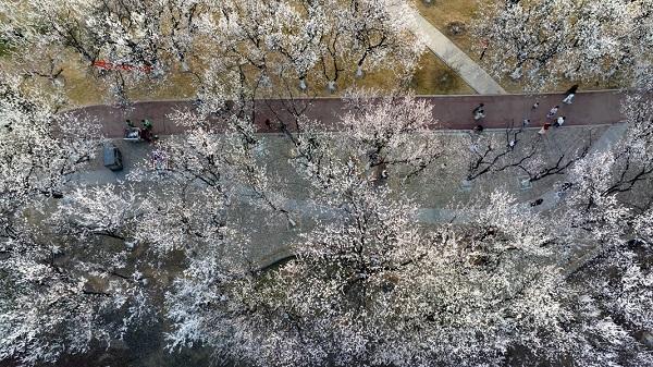 夏邑县：杏花村里春意闹 花开正艳待客来