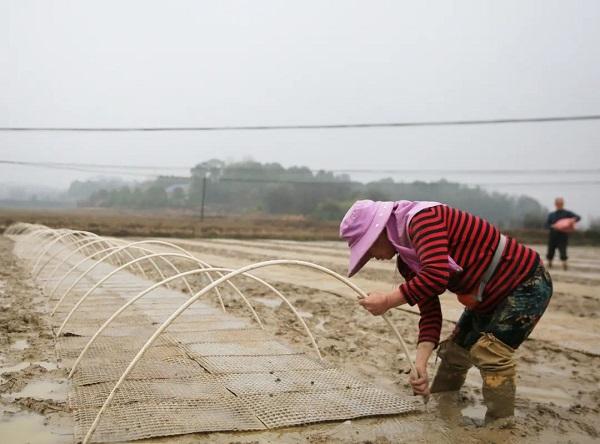 湖南宁乡：楚沩大地春耕忙 端牢“饭碗”底气足