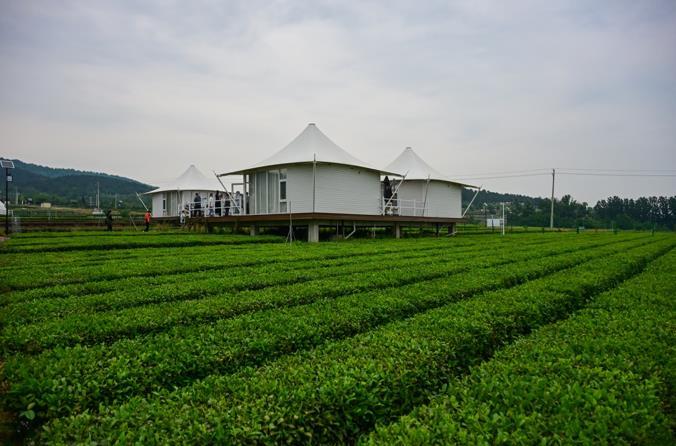 茶香沁港城！ 第八屆中國(guó)（日照）新聞攝影周聚焦茶與城融合新篇