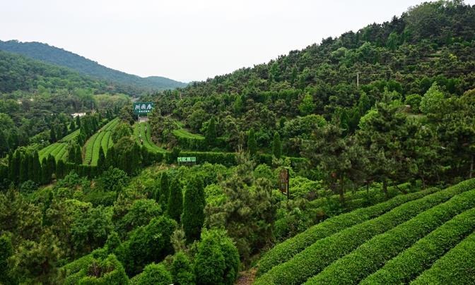 茶香沁港城！ 第八屆中國(guó)（日照）新聞攝影周聚焦茶與城融合新篇