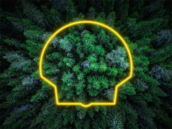 碳信用质量迷雾如何破？壳牌研讨会揭晓企业脱碳关键防线
