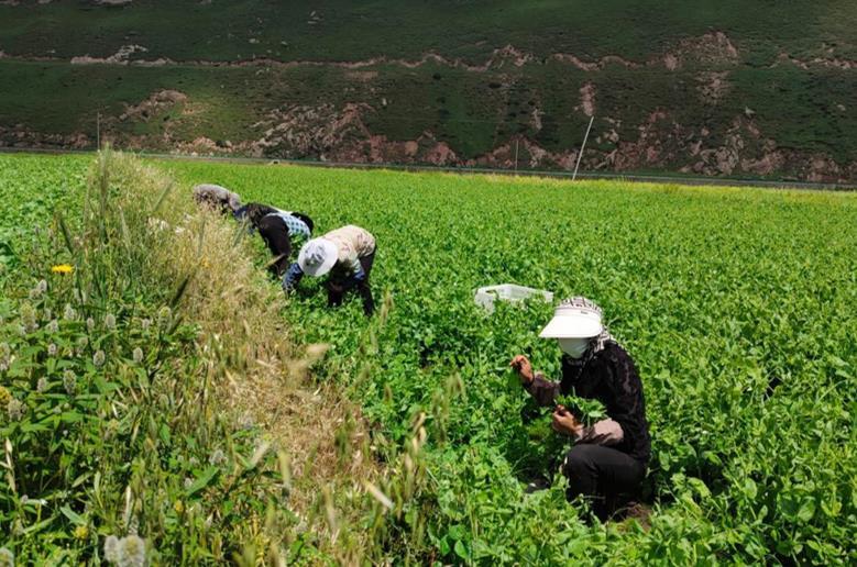 湟源冷涼蔬菜：高原沃土孕育的“綠色財富”