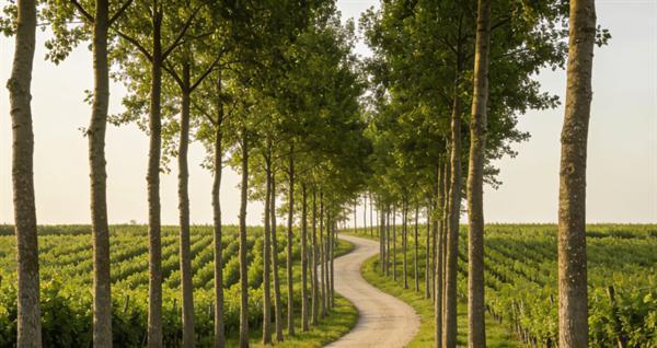 农村基建提档升级 道路与数字基建成建筑行业新蓝海