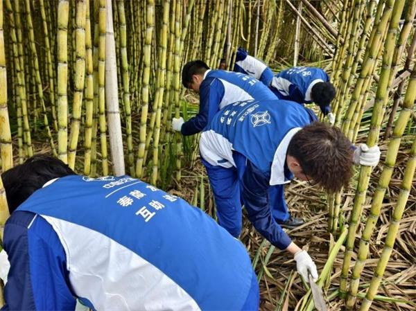 中交广航局广州港总项目部组团砍甘蔗，纾困暖农心
