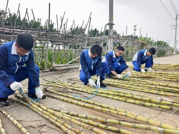 中交广航局广州港总项目部组团砍甘蔗，纾困暖农心